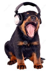 puppy-dat-aan-muziek-luistert-22593744.jpg